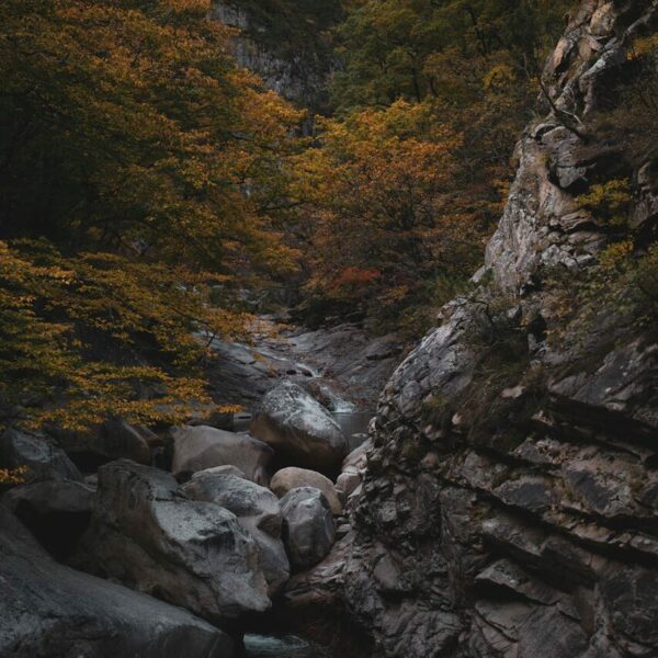 An autumn forest behind a creek of light flowing water and stones.